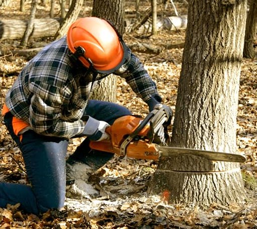Tree Removal in Herndon, KS